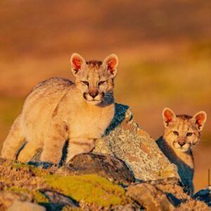 Puma Tracker – Torres del Paine 🐆