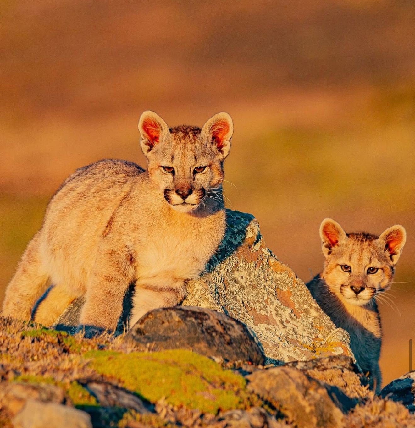 Puma Tracker – Torres del Paine 🐆
